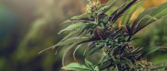Why I prefer cannabis flower